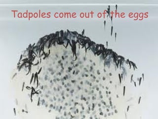 Tadpoles come out of the eggs
 