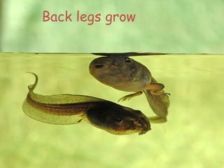 Back legs grow
 