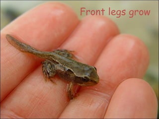Front legs grow
 