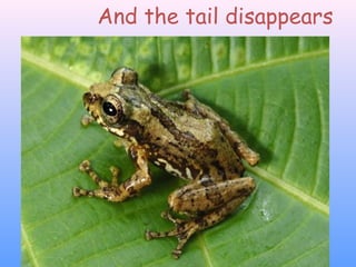 And the tail disappears
 