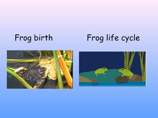 Frog birth Frog life cycle
 