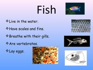 Fish
Live in the water.
Have scales and fins.
Breathe with their gills.
Are vertebrates.
Lay eggs.
 