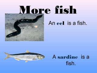 More fish
An eel is a fish.
A sardine is a
fish.
 