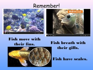 Remember!
Fish move with
their fins. Fish breath with
their gills.
Fish have scales.
 