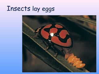 Insects lay eggs
 