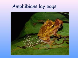 Amphibians lay eggs
 