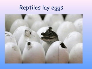 Reptiles lay eggs
 