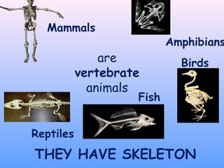are
vertebrate
animals
THEY HAVE SKELETON
Birds
Fish
Reptiles
Mammals
Amphibians
 