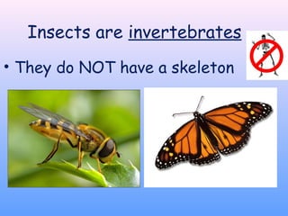 Insects are invertebrates
• They do NOT have a skeleton
 