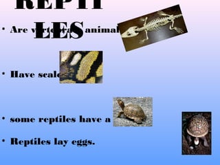 REPTI
LES• Are vertebrate animals.
• Have scales
• some reptiles have a shell.
• Reptiles lay eggs.
 