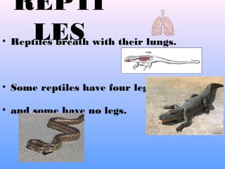 Reptiles, amphibians & fish | PPT