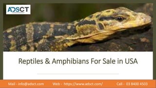 Reptiles & Amphibians For Sale in USA
Mail - info@adsct.com Web - https://www.adsct.com/ Call - 03 8400 4503
 