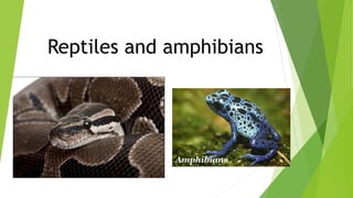 Reptiles and amphibians
 