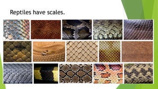 Reptiles and amphibians | PPTX