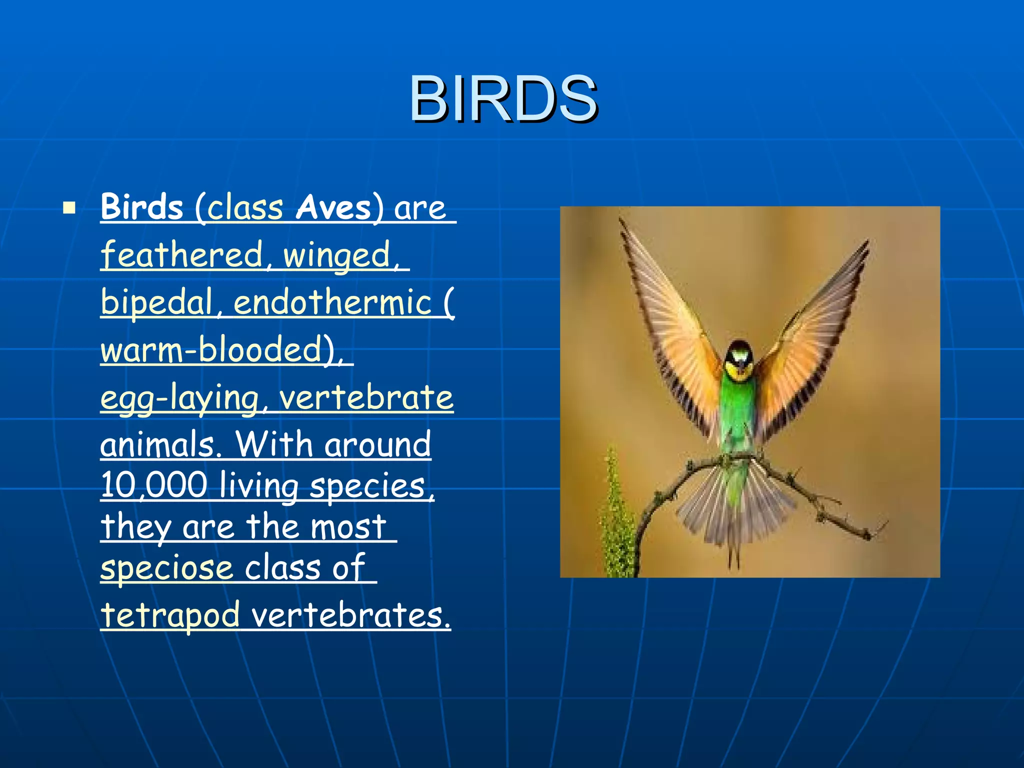 Reptiles and birds | PPT