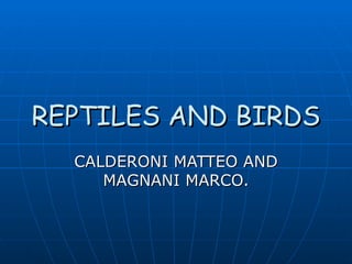 REPTILES AND BIRDS
  CALDERONI MATTEO AND
     MAGNANI MARCO.
 