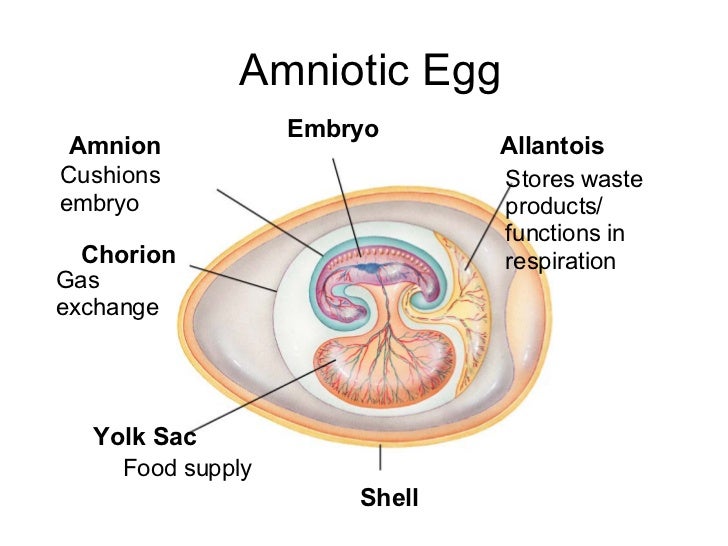 What are the advantages of the amniotic egg? | reference.com