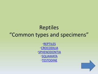 Reptiles
“Common types and specimens”
             •REPTILES
           •CROCODILIA
         •SPHENODONTIA
            •SQUAMATA
            •TESTODINE
 