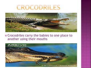  Crocodriles carry the babies to one place to
another using their mouths
 