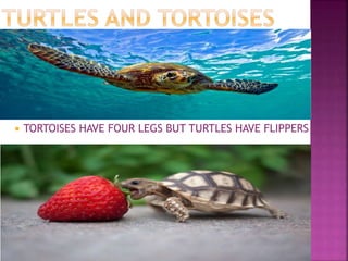  TORTOISES HAVE FOUR LEGS BUT TURTLES HAVE FLIPPERS
 