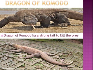  Dragon of Komodo ha a strong tail to kill the prey
 