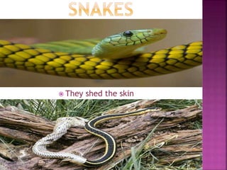  They shed the skin
 