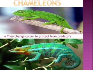  They change colour to protect from predators
 