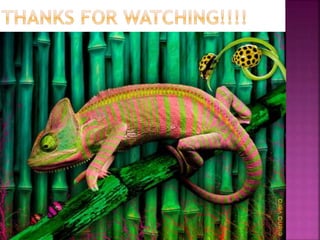 Reptiles by sara