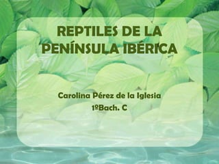 REPTILES DE LA
PENÍNSULA IBÉRICA


  Carolina Pérez de la Iglesia
           1ºBach. C
 