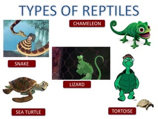 TORTOISE
LIZARD
SEA TURTLE
SNAKE
CHAMELEON
 