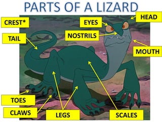 MOUTH
NOSTRILSTAIL
LEGS
EYES
SCALES
HEAD
TOES
CLAWS
CREST*
 