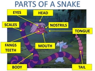 NOSTRILS
FANGS
TEETH
TAIL
MOUTH
EYES
TONGUE
SCALES
HEAD
BODY
 