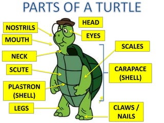 MOUTH
PLASTRON
(SHELL)
CLAWS /
NAILS
EYES
NOSTRILS
NECK
HEAD
CARAPACE
(SHELL)
SCUTE
LEGS
SCALES
 