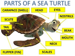 MOUTH
FLIPPER (FIN)
TAIL
EYES
NOSTRILS
NECK
HEADCARAPACE (SHELL)
SCUTE
SCALES
BEAK
 