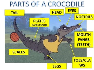 MOUTH
FANGS
(TEETH)
NOSTRILS
TAIL
LEGS
EYES
SCALES
HEAD
PLATES
(LARGE SCALES)
TOES/CLA
WS
 