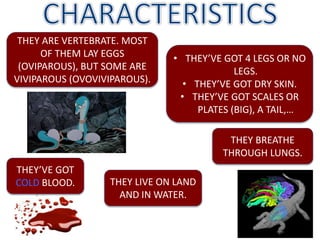 THEY ARE VERTEBRATE. MOST
OF THEM LAY EGGS
(OVIPAROUS), BUT SOME ARE
VIVIPAROUS (OVOVIVIPAROUS).
THEY BREATHE
THROUGH LUNGS.
• THEY’VE GOT 4 LEGS OR NO
LEGS.
• THEY’VE GOT DRY SKIN.
• THEY’VE GOT SCALES OR
PLATES (BIG), A TAIL,…
THEY’VE GOT
COLD BLOOD. THEY LIVE ON LAND
AND IN WATER.
 