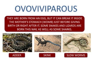 THEY ARE BORN FROM AN EGG, BUT IT CAN BREAK IT INSIDE
THE MOTHER’S STOMACH (WOMB) JUST BEFORE GIVING
BIRTH OR RIGHT AFTER IT. SOME SNAKES AND LIZARDS ARE
BORN THIS WAY, AS WELL AS SOME SHARKS.
SLOW WORMSSKINKADDER
 
