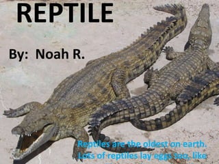    REPTILEBy:  Noah R.Reptiles are the oldest on earth.  Lots of reptiles lay eggs too, like crocodiles,snakes, and turtles.  