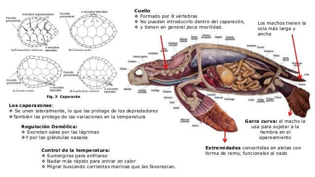 https://image.slidesharecdn.com/reptilesgrupo-160726035253/95/reptiles-yarara-caiman-y-tortuga-marina-8-638.jpg?cb=1469505232
