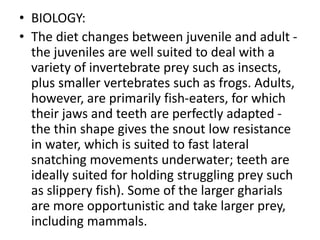Reptiles of Pakistan | PPTX - Feeding Regimens For Juvenile Reptiles