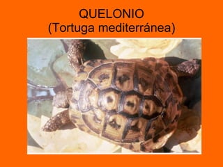 QUELONIO (Tortuga mediterránea) 