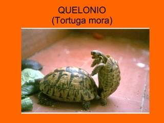 QUELONIO (Tortuga mora) 