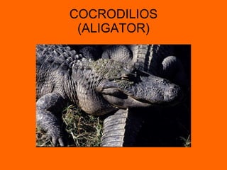 COCRODILIOS (ALIGATOR) 