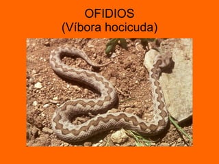 OFIDIOS (Víbora hocicuda) 