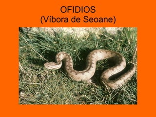 OFIDIOS (Víbora de Seoane) 