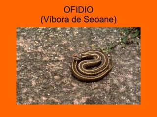 OFIDIO (Víbora de Seoane) 