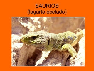 SAURIOS (lagarto ocelado) 