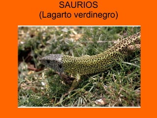SAURIOS (Lagarto verdinegro) 