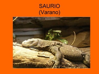 SAURIO (Varano) 