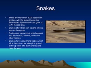 Snakes
•   There are more than 3000 species of
    snakes, with the largest being the
    Reticulated Python which can grow up
    to 14 metres long.
•   Snakes shed their skin several times a
    year as they grow.
•   Snakes are carnivorous (meat eaters)
    and eat insects, rodents, birds and
    other reptiles.
•   Snakes have very strong bodies which
    allow them to move along the ground,
    climb up trees and swim without the
    need for legs.
 